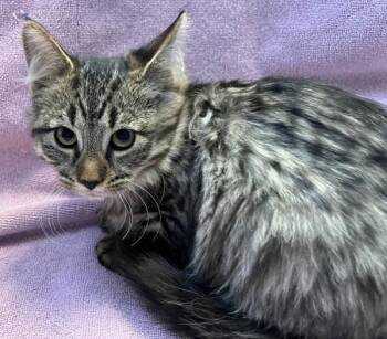 Domestic Medium Hair Cats Available for Adoption - Blanche | PetCurious