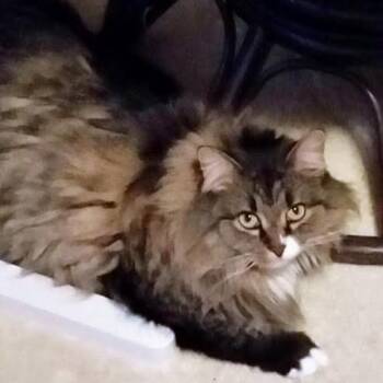 Chloe -  Domestic Long Hair Cat for Adoption in Alexandria, Virginia - Chloe | PetCurious