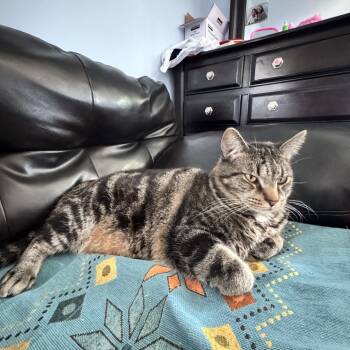 Leo - Home to Home -  American Shorthair Cat for Adoption in South Elgin, Illinois - Leo - Home To Home | PetCurious