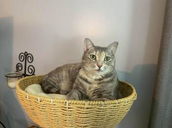 Rescue Domestic Short Hair Cats for Adoption in Glen Raven, North Carolina - TILLY | PetCurious