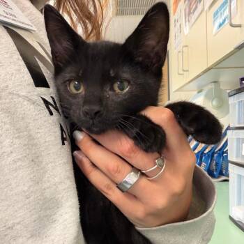 Mario -  Domestic Short Hair Cat for Adoption in Morristown, Vermont - Mario | PetCurious