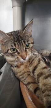 Cupcake (mama) PA -  Domestic Short Hair Cat for Adoption in Denham Springs, Louisiana - Cupcake (mama) PA | PetCurious