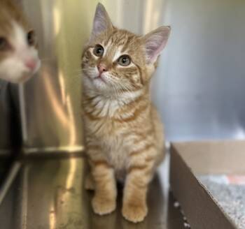 Rescue Domestic Short Hair Cats for Adoption in Sioux City, Iowa - Mango | PetCurious