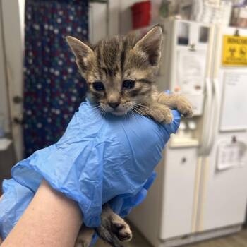 Fiji @ Pet Supermarket on Bacons Bridge Road -  Domestic Short Hair Cat for Adoption in Summerville, South Carolina - Fiji @ Pet Supermarket On Bacons Bridge Road | PetCurious