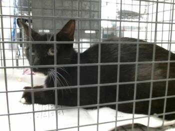 Domestic Short Hair Cats Available for Adoption in Houston, Texas - A2070376 | PetCurious