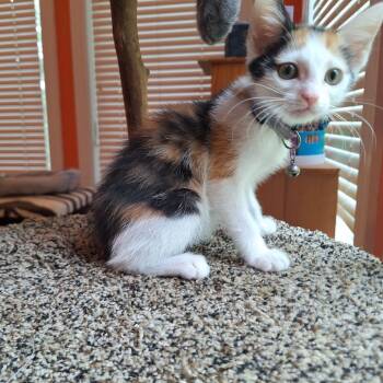 Domestic Short Hair Cats Available for Adoption in Brownsboro, Alabama - Aioli | PetCurious