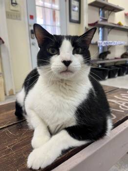 Rescue Domestic Short Hair Cats for Adoption in Baton Rouge, Louisiana - Watermelon | PetCurious