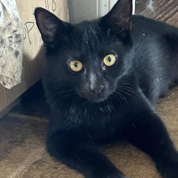 Calypso -  Domestic Short Hair Cat for Adoption in Charlottesville, Virginia - Calypso | PetCurious