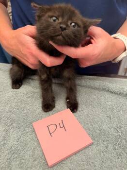 Storm -  Domestic Short Hair Cat for Adoption in Vancouver, Washington - Storm | PetCurious