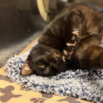 Demi -  Domestic Short Hair Cat for Adoption in Fort Smith, Arkansas - Demi | PetCurious