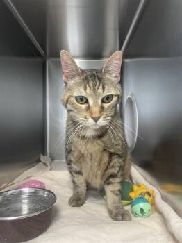 Rescue Domestic Short Hair Cats for Adoption in Geneva, Illinois - ICED TEA | PetCurious