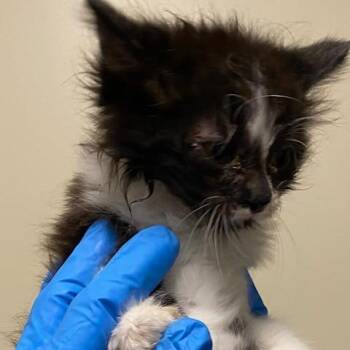 Dandelion -  Domestic Long Hair Cat for Adoption - Dandelion | PetCurious