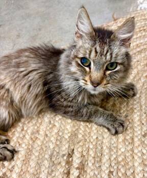 Charlie -  Domestic Short Hair Cat for Adoption in Napa, California - Charlie | PetCurious