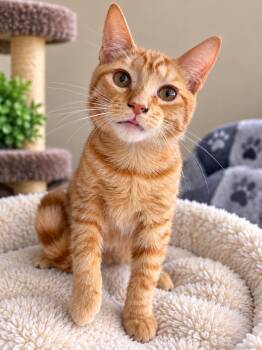 Rupert -  Domestic Short Hair Cat for Adoption in Rio Linda, California - Rupert | PetCurious