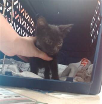 EDITH -  Domestic Short Hair Cat for Adoption in Louisville, Kentucky - EDITH | PetCurious