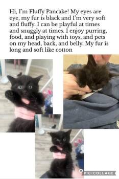 Fluffy Pancake (Lilo) -  Domestic Long Hair and Domestic Short Hair Cat for Adoption in Port Republic, Maryland - Fluffy Pancake (Lilo) | PetCurious