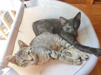 Daphne -  Domestic Short Hair Cat for Adoption in Topeka, Kansas - Daphne | PetCurious