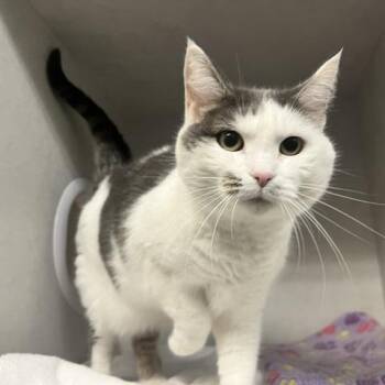 Katie -  Domestic Short Hair and Mixed Breed Cat for Adoption in Dayton, Ohio - Katie | PetCurious