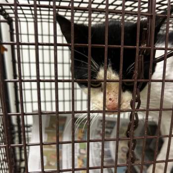 Bingo -  Domestic Short Hair Cat for Adoption in Philadelphia, Pennsylvania - Bingo | PetCurious
