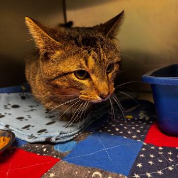 Domestic Short Hair Cats Available for Adoption in South Haven, Michigan - Stu Macher | PetCurious