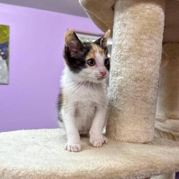Sunrise Serenade -  Domestic Short Hair Cat for Adoption in Boerne, Texas - Sunrise Serenade | PetCurious