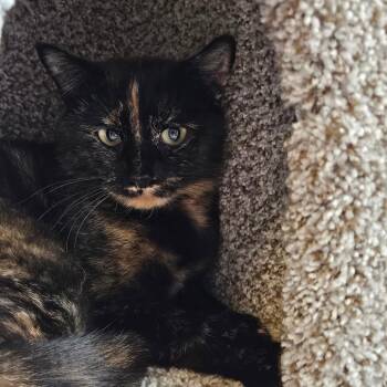 Maple -  Domestic Short Hair Cat for Adoption in Conway, New Hampshire - Maple | PetCurious