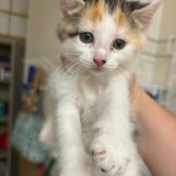 Rescue Domestic Short Hair Cats for Adoption in Pekin, Illinois - Honey | PetCurious