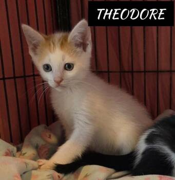 Rescue Domestic Short Hair Cats for Adoption in Shrewsbury, Massachusetts - Theodore | PetCurious