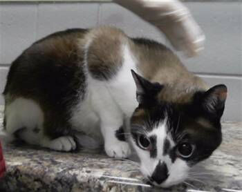 Rescue Domestic Short Hair Cats for Adoption in Omaha, Nebraska - GHOST | PetCurious