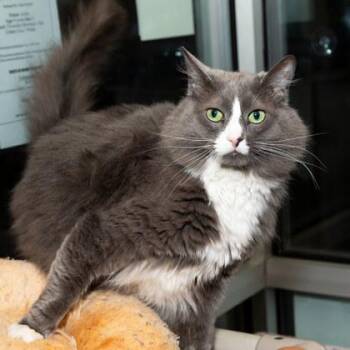 Domestic Short Hair Cats Available for Adoption - Anika | PetCurious