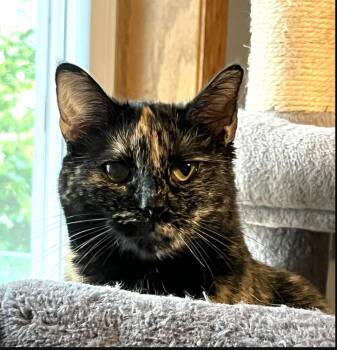 Kate -  Tortoiseshell Cat for Adoption in Monticello, Minnesota - Kate | PetCurious