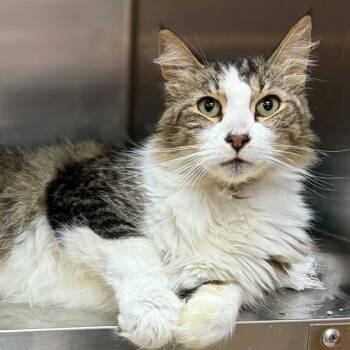 Confetti -  Domestic Long Hair Cat for Adoption in Bentonville, Arkansas - Confetti | PetCurious