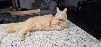 Rescue Domestic Long Hair Cats for Adoption in Powder Springs, Georgia - Toast | PetCurious