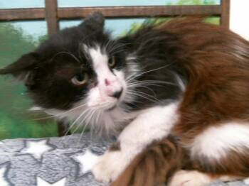 Domestic Long Hair and Domestic Short Hair Cats Available for Adoption in Houston, Texas - A2069648 | PetCurious