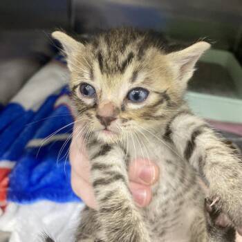 Domestic Short Hair Cats Available for Adoption in Auburn, Alabama - Neteyam | PetCurious