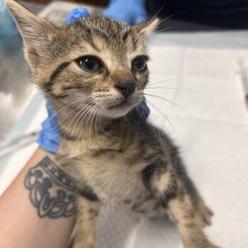 Tapir -  Domestic Short Hair Cat for Adoption in Summerville, South Carolina - Tapir | PetCurious