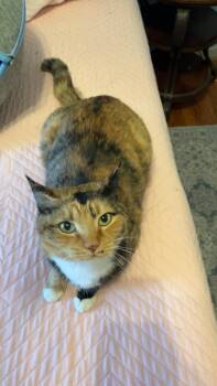 Calico Cats Available for Adoption - Frito | PetCurious