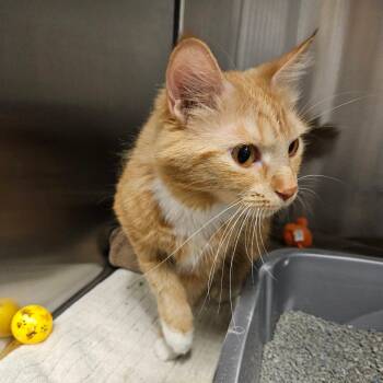 Joy -  Domestic Medium Hair Cat Available for Adoption in Oak Brook, Illinois - Joy | PetCurious