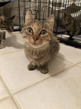 Cali -  Torbie and Domestic Short Hair Cat for Adoption in Dublin, Ohio - Cali | PetCurious