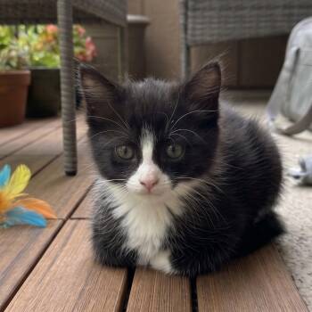Suzuki -  Domestic Medium Hair Cat for Adoption in Allen, Texas - Suzuki | PetCurious