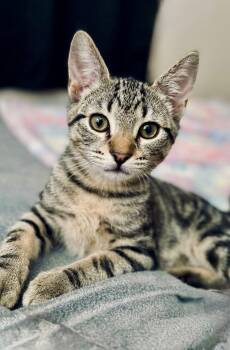 Domestic Short Hair Cats Available for Adoption in San Tan Valley, Arizona - Wally | PetCurious