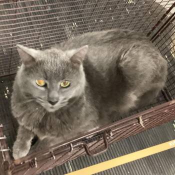 Tiny -  Domestic Short Hair Cat for Adoption in San Gabriel, California - Tiny | PetCurious