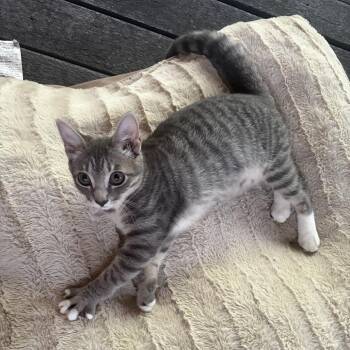 Peggy Olson -  Domestic Short Hair Cat for Adoption in Houston, Texas - Peggy Olson | PetCurious