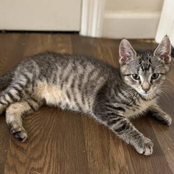 Grover -  Tabby and Domestic Short Hair Cat for Adoption in Harrisburg, Pennsylvania - Grover | PetCurious