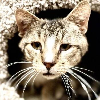 Sir Pounce -  Domestic Short Hair Cat for Adoption in Fairport, New York - Sir Pounce | PetCurious