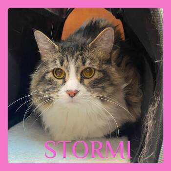 Tabby Cats Available for Adoption - STORMI | PetCurious