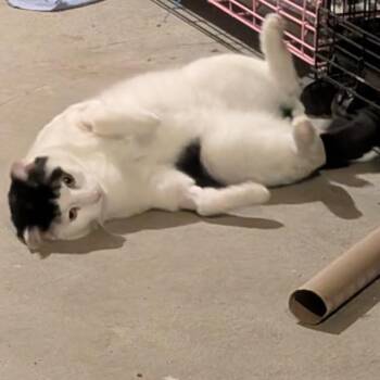 Cannon -  Domestic Short Hair Cat Available for Adoption in Wakefield, Massachusetts - Cannon | PetCurious