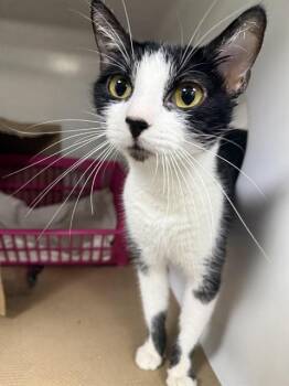 Rescue Domestic Short Hair Cats for Adoption in Boston, Massachusetts - QUEENIE | PetCurious