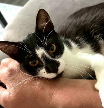 Haley -  Domestic Short Hair Cat for Adoption in Woodstock, Ontario - Haley | PetCurious