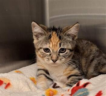 MASALA -  Domestic Short Hair Cat for Adoption in Tustin, California - MASALA | PetCurious